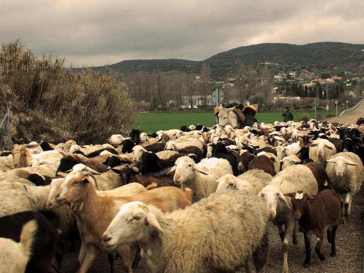 Picture of a herd of sheep, with a shepherd and a mule, in a rural landscape.